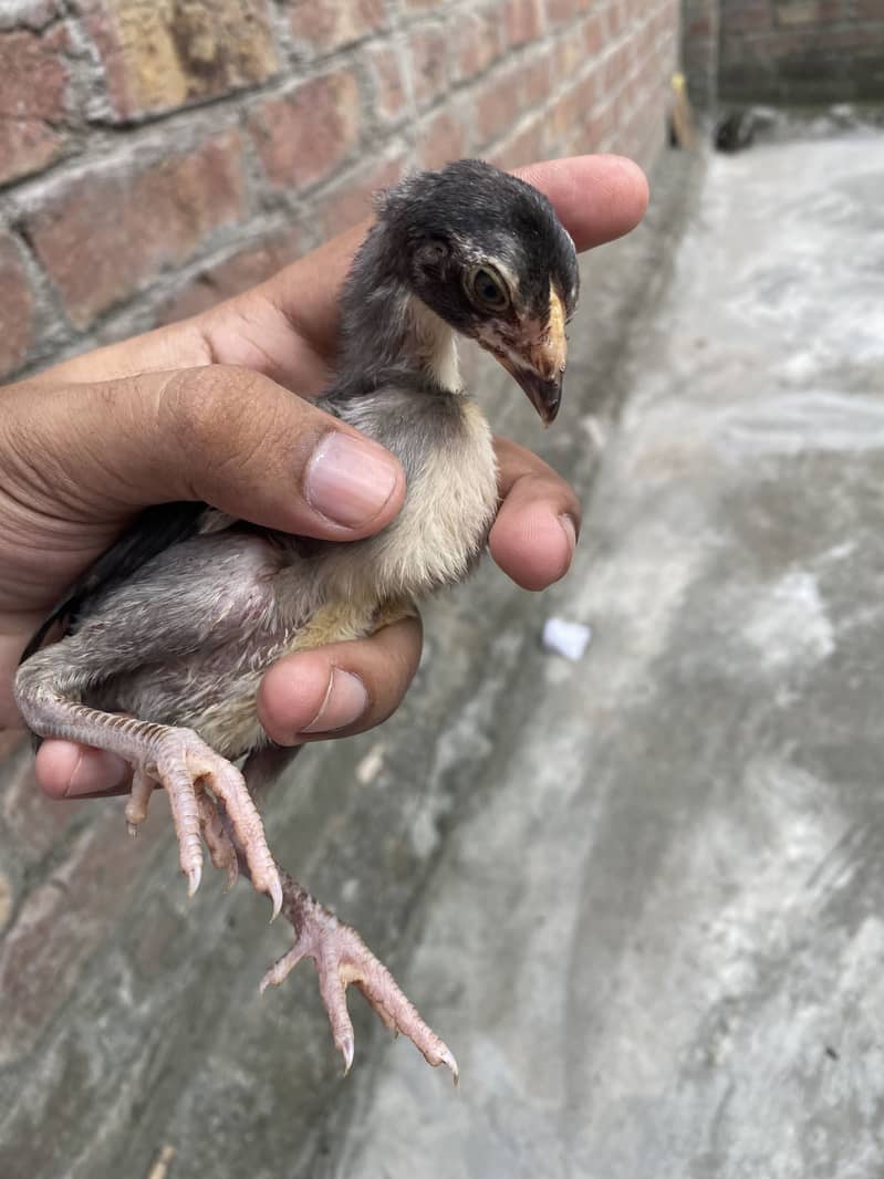 Sindhi breed chicks 5