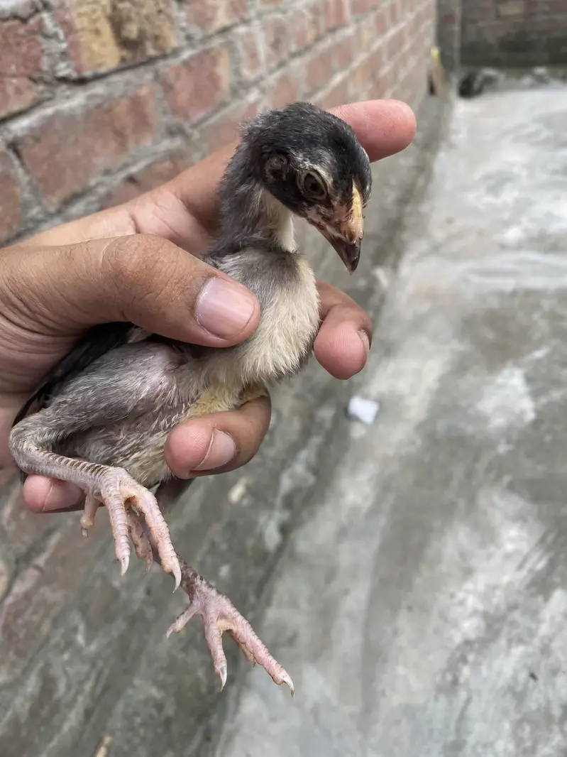 Sindhi breed chicks — photo 6