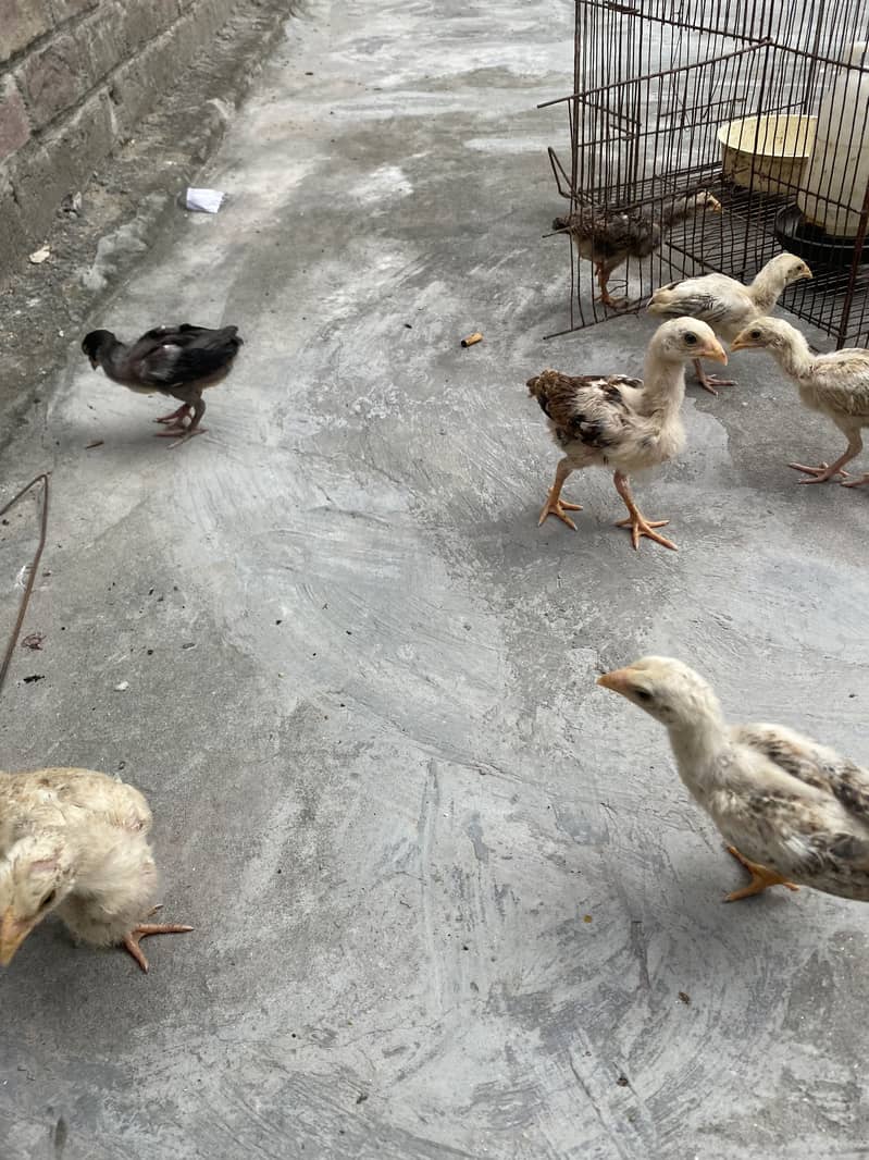 Sindhi breed chicks 6