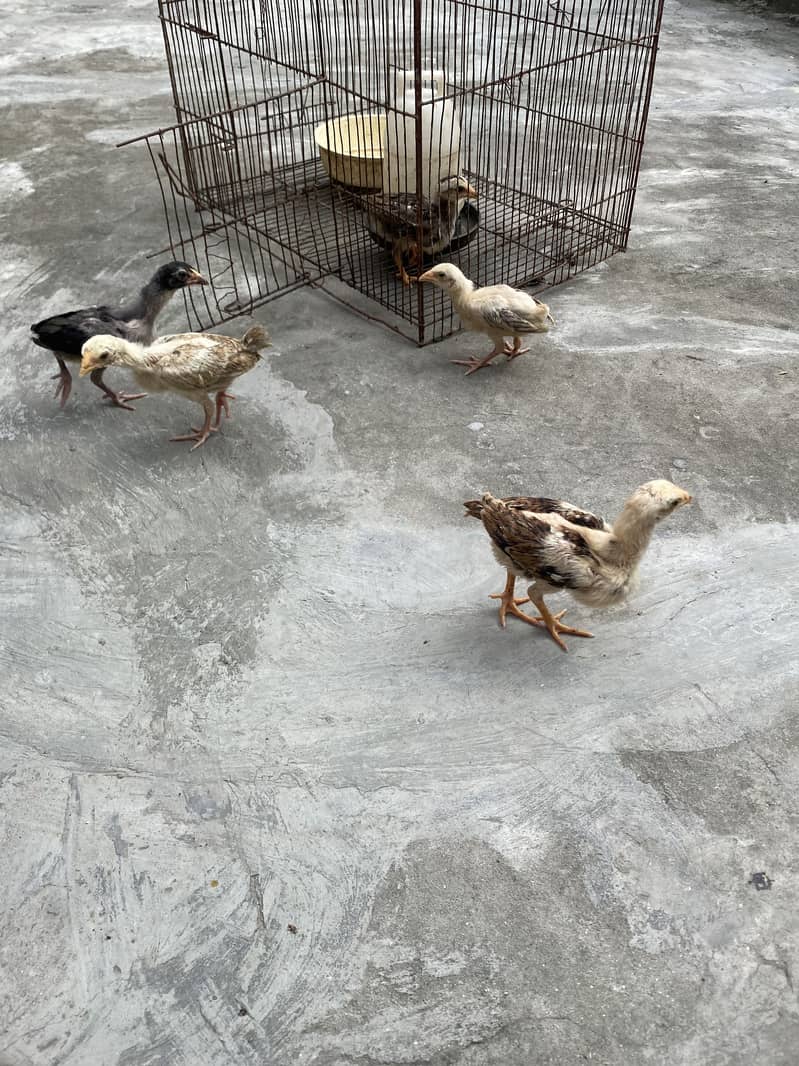 Sindhi breed chicks 7