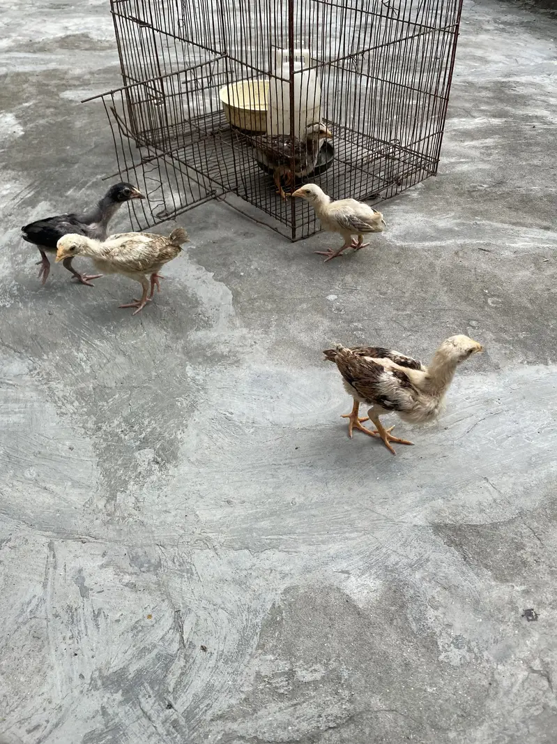 Sindhi breed chicks — photo 8