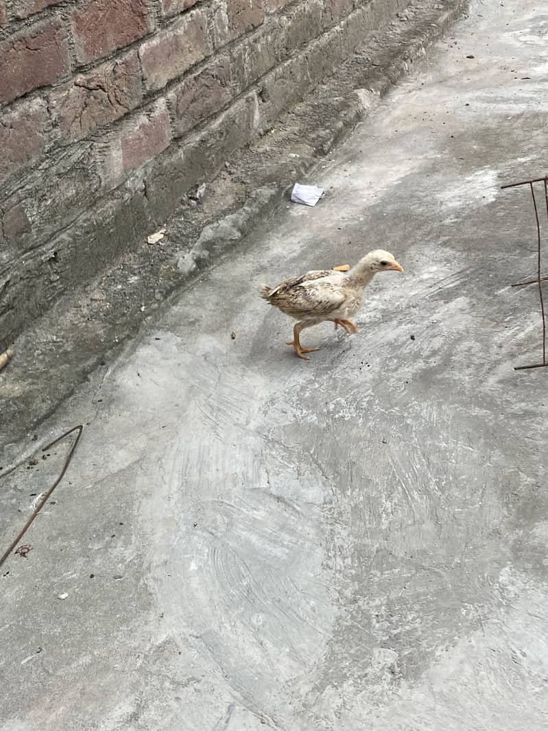 Sindhi breed chicks 8