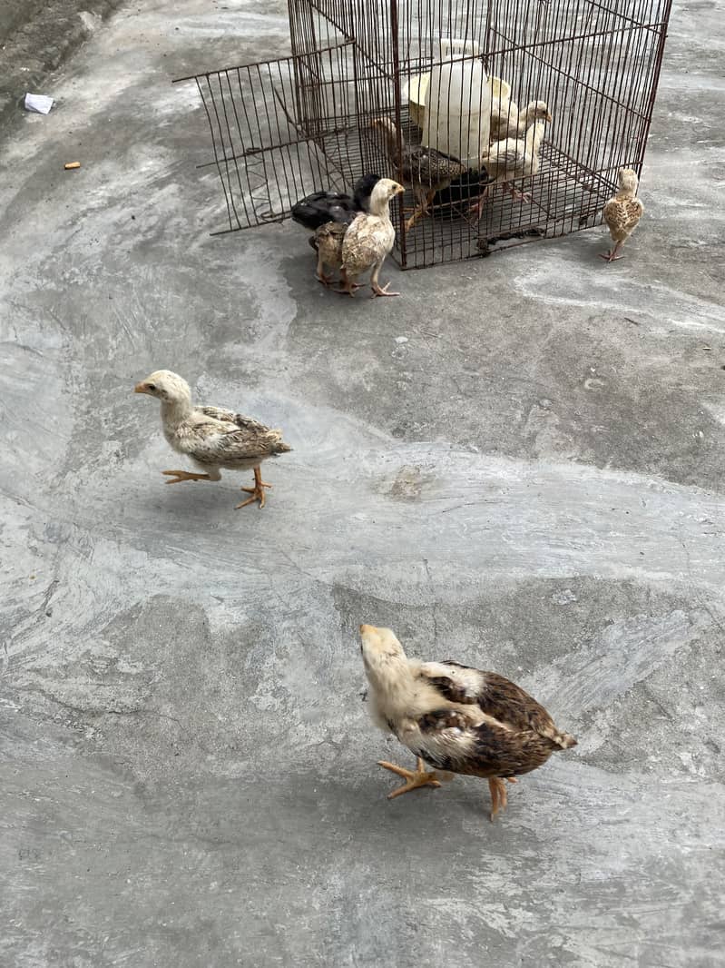 Sindhi breed chicks 9