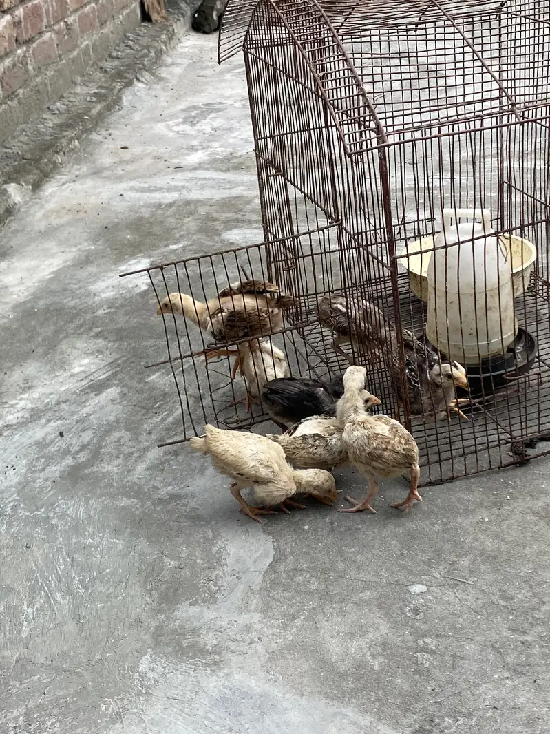 Sindhi breed chicks — photo 11