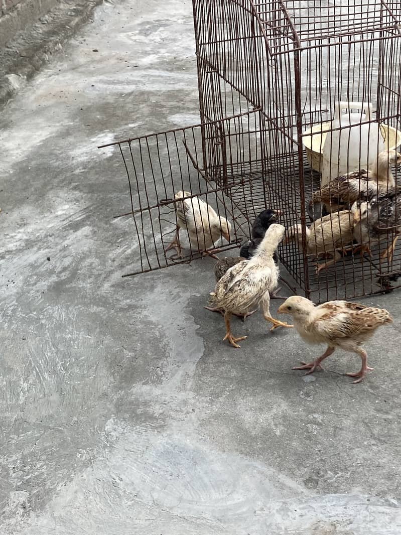 Sindhi breed chicks 11