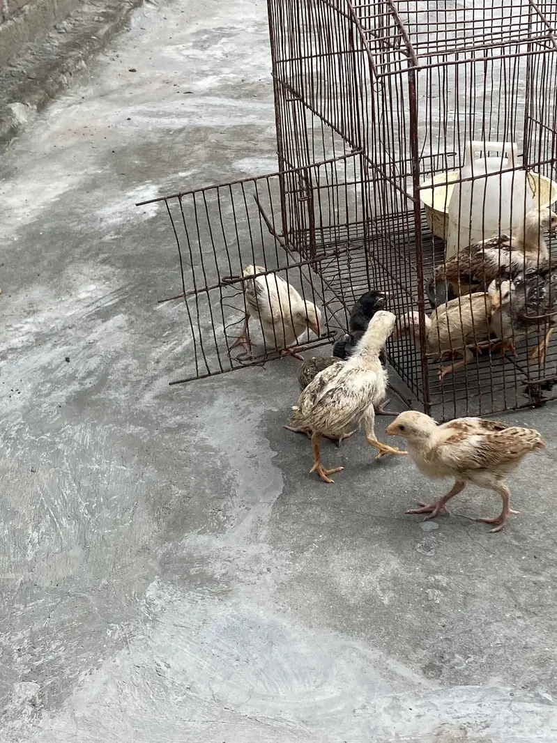 Sindhi breed chicks — photo 12