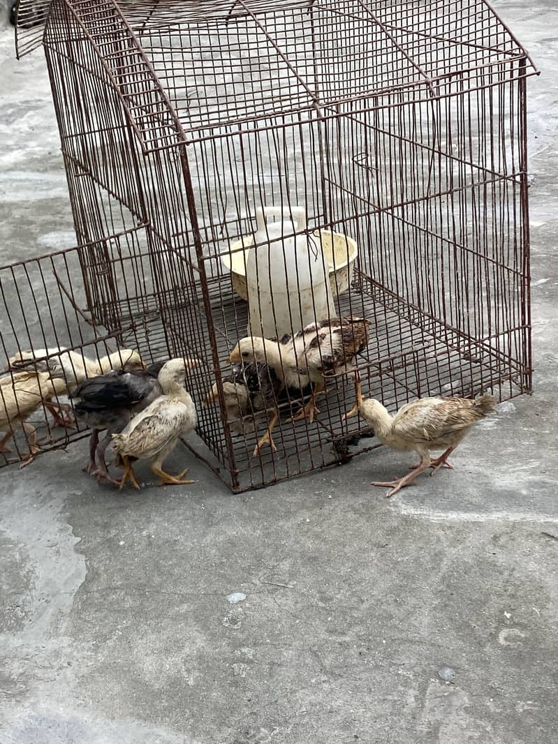 Sindhi breed chicks 12