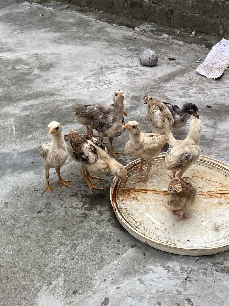 Sindhi breed chicks 13