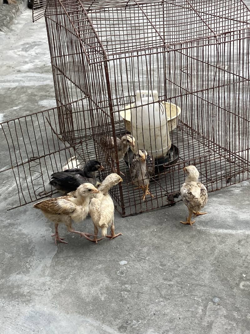Sindhi breed chicks 14
