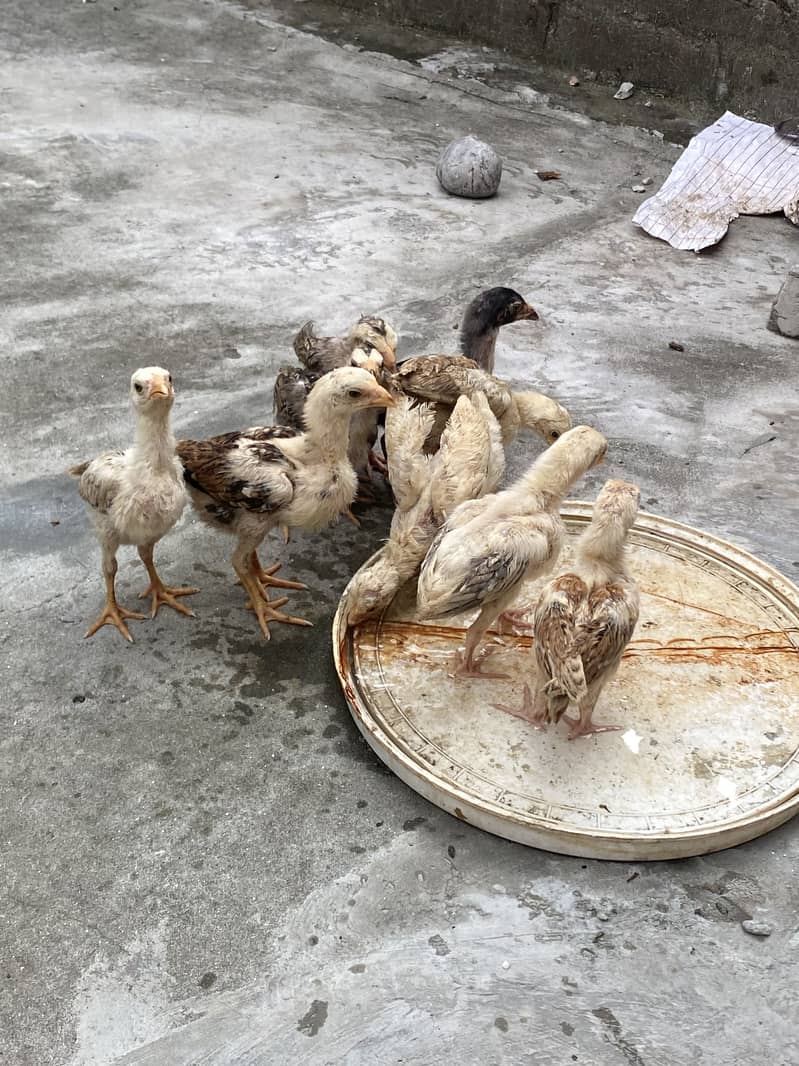 Sindhi breed chicks 15