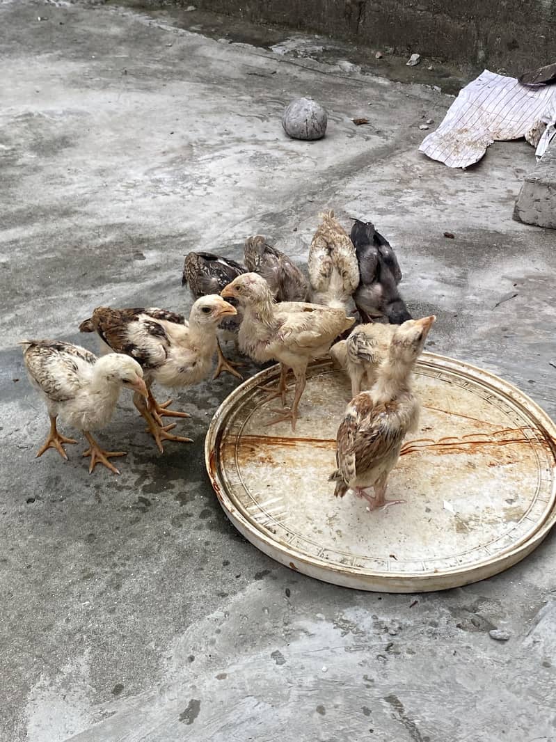 Sindhi breed chicks 16