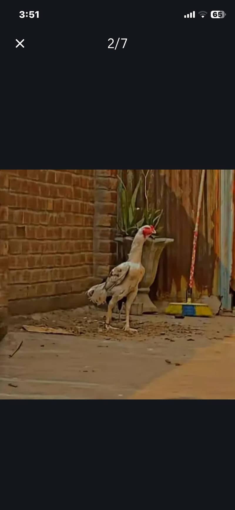 Sindhi breed chicks 18