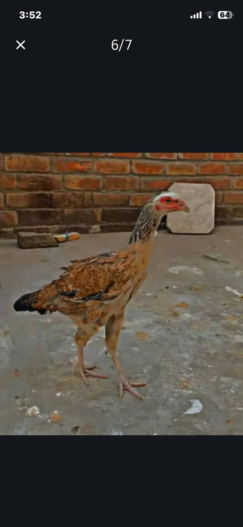 Sindhi breed chicks 19