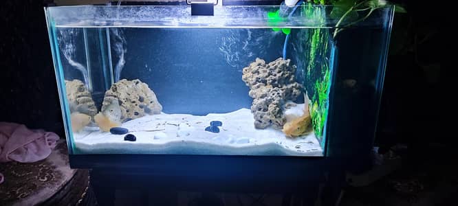 Complete aquarium setup with Oscar Fish