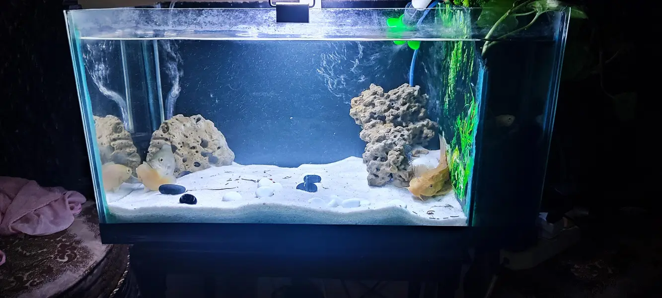 Complete aquarium setup with Oscar Fish