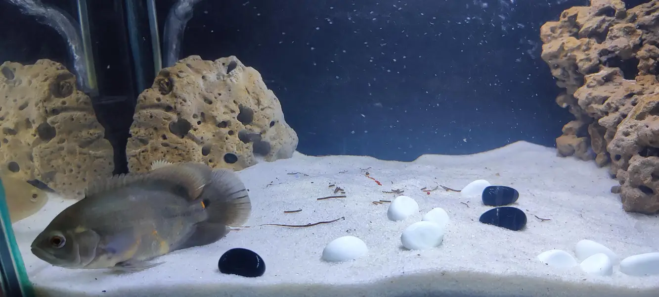 Complete aquarium setup with Oscar Fish — photo 2