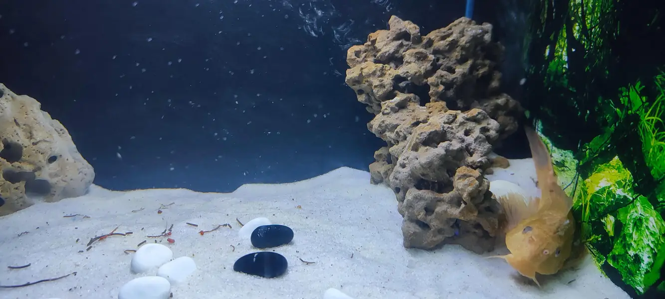 Complete aquarium setup with Oscar Fish — photo 3