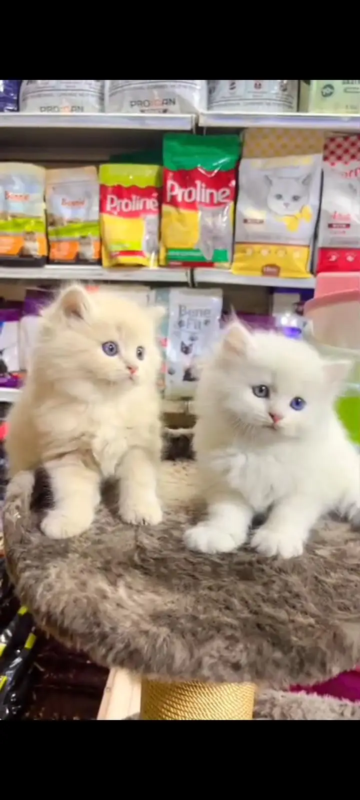Quality Persian Punch Face cat &kittens 03476305771 WhatsApp — photo 2