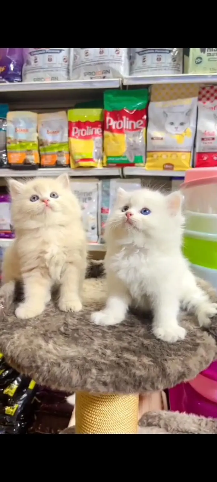 Quality Persian Punch Face cat &kittens 03476305771 WhatsApp — photo 3