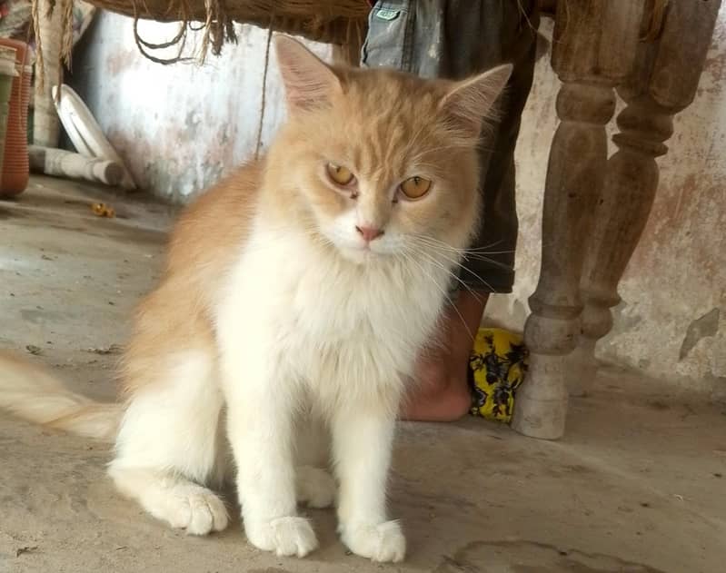 Russian cat 0