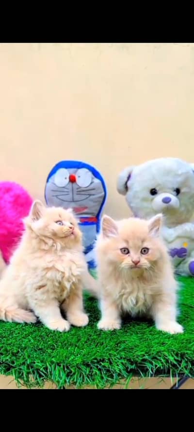 Persian kitten triple Qout. for. . sale my WhatsApp03493731440