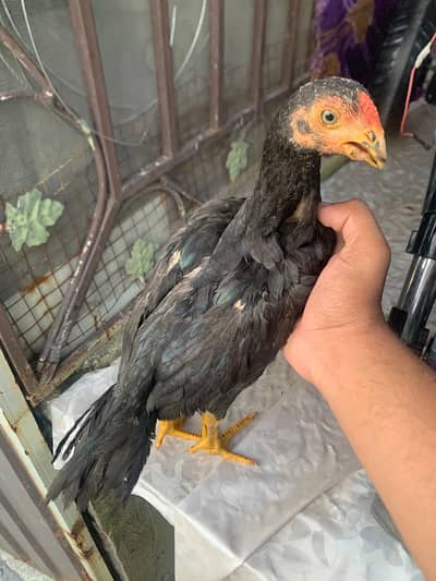 parrot beak ptha muskha