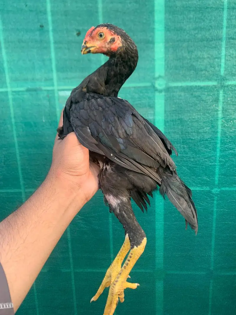 parrot beak ptha muskha — photo 2