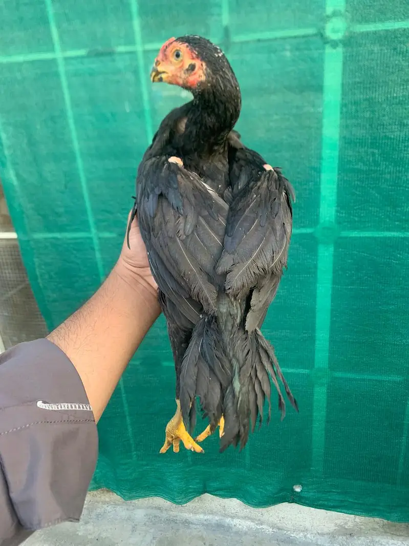 parrot beak ptha muskha — photo 4