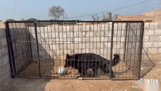 Black German Shepherd | 3 Years Old | Healthy & Active | Excellent Bre