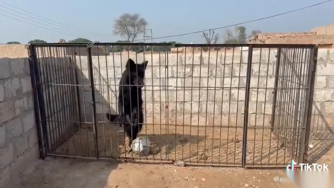 Black German Shepherd | 3 Years Old | Healthy & Active | Excellent Bre — photo 3