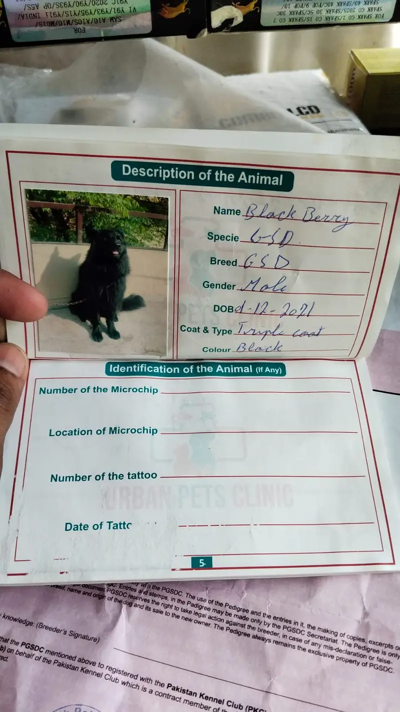 Black German Shepherd | 3 Years Old | Healthy & Active | Excellent Bre — photo 6