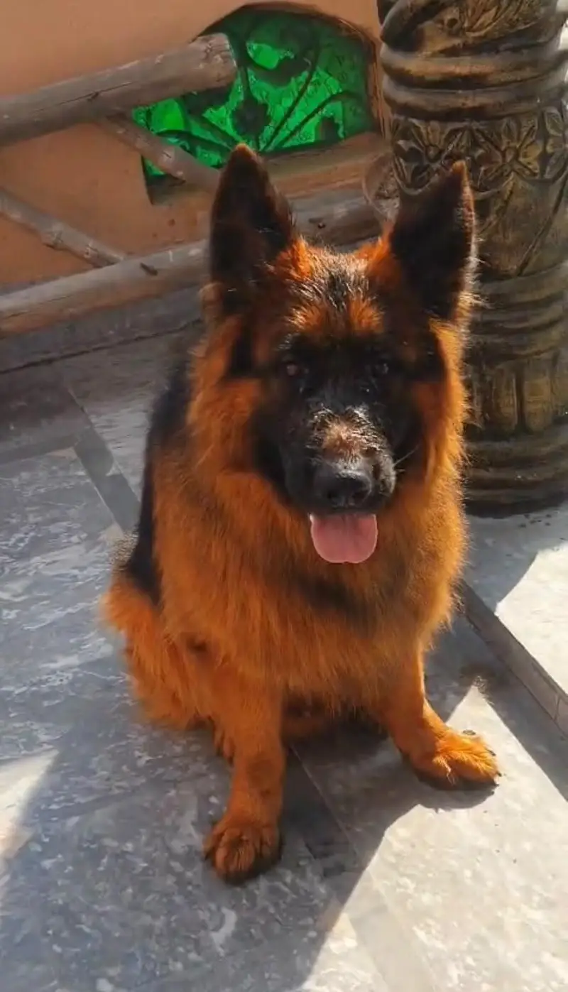 German shepherd Male Dog For Sale Urgent// CALL/ WhatsApp/03228067847 — photo 2