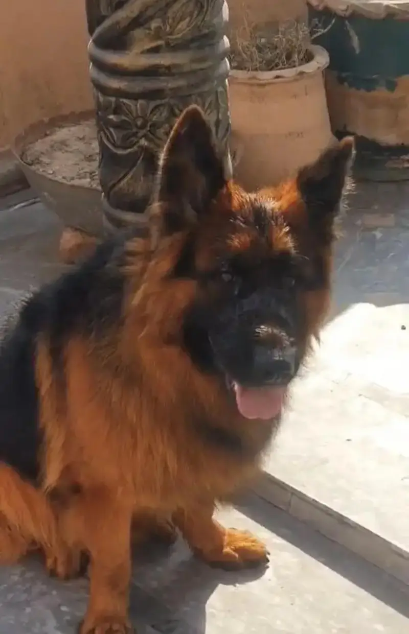 German shepherd Male Dog For Sale Urgent// CALL/ WhatsApp/03228067847 — photo 6