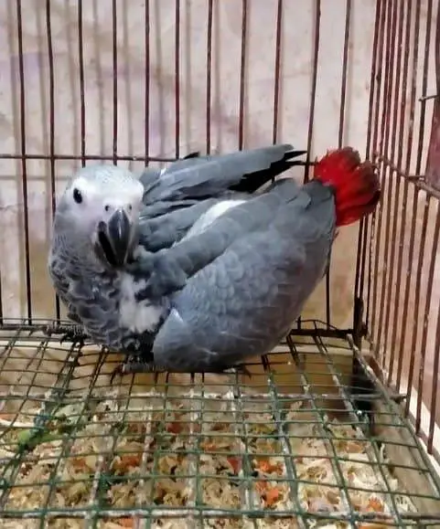 African grey parrot checks for sale 0309=8415=692 — photo 2