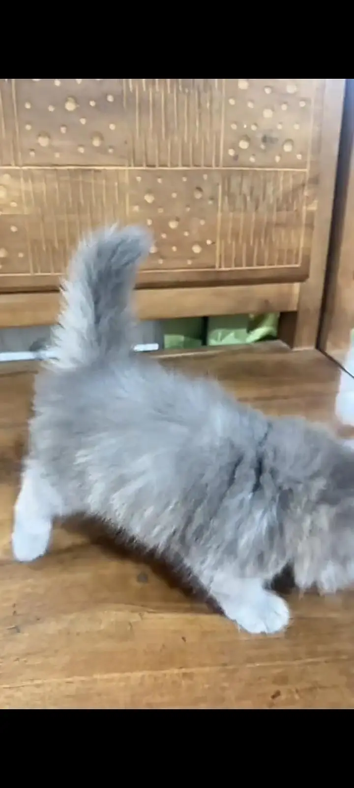 Quality Persian Punch Face cat &kittens 03476305771 WhatsApp — photo 2