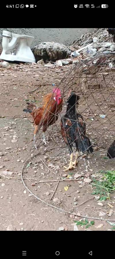 Asee shajral pair home breed