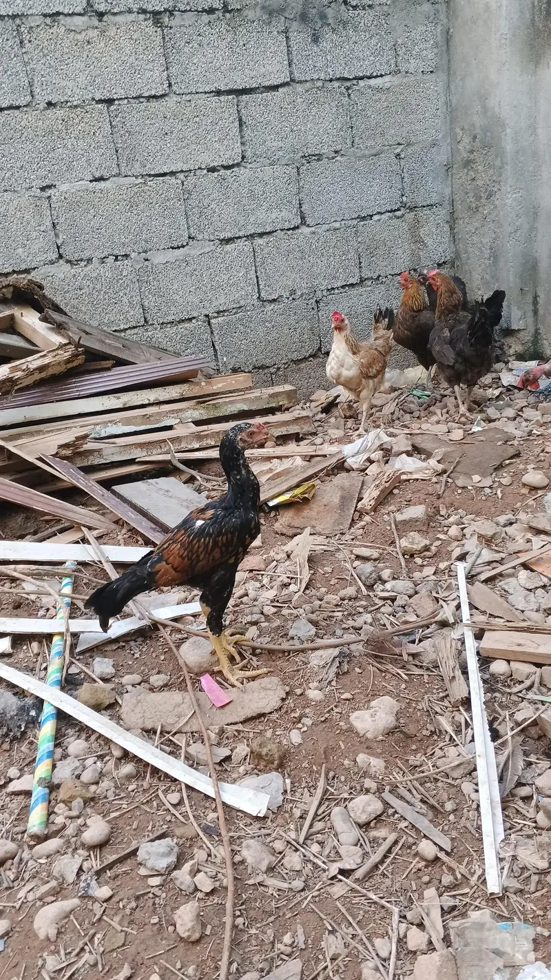 Asee shajral pair home breed — photo 2