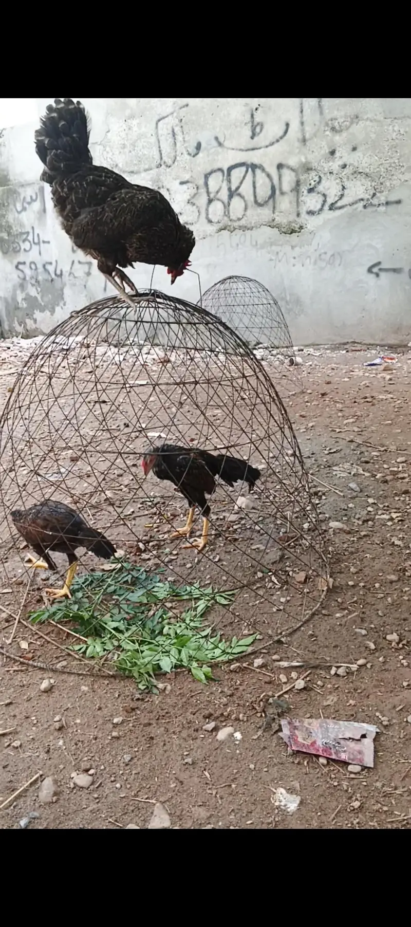 Asee shajral pair home breed — photo 3
