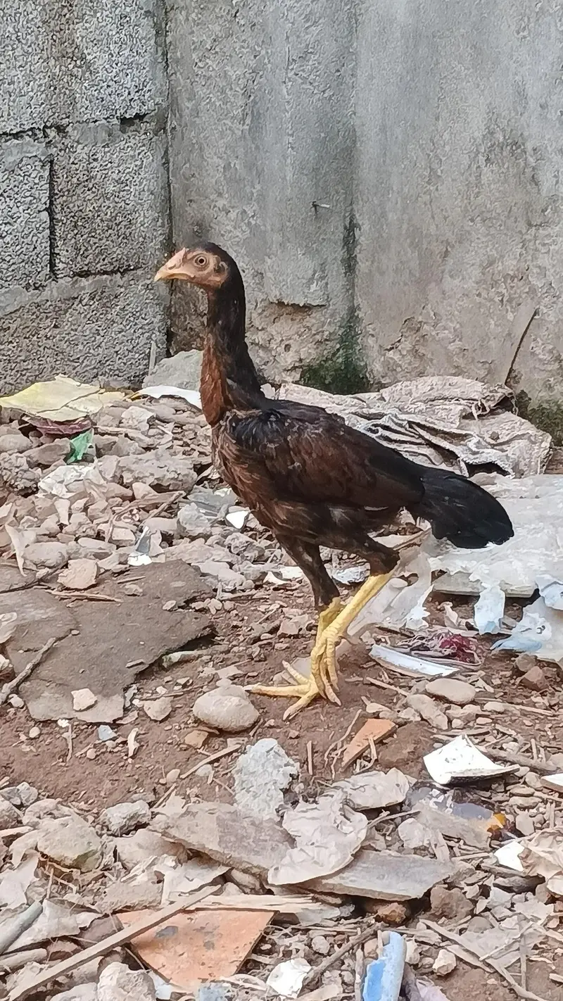 Asee shajral pair home breed — photo 4