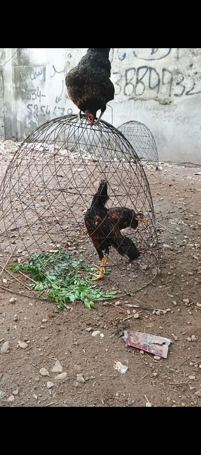 Asee shajral pair home breed — photo 5
