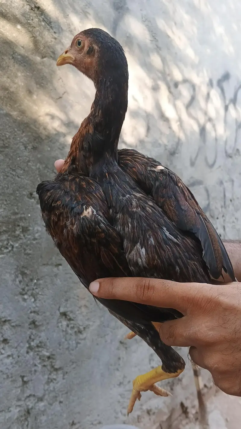 Asee shajral pair home breed — photo 7