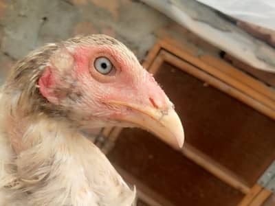 6 months old Aseel Hens