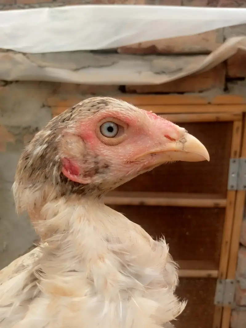 6 months old Aseel Hens — photo 2