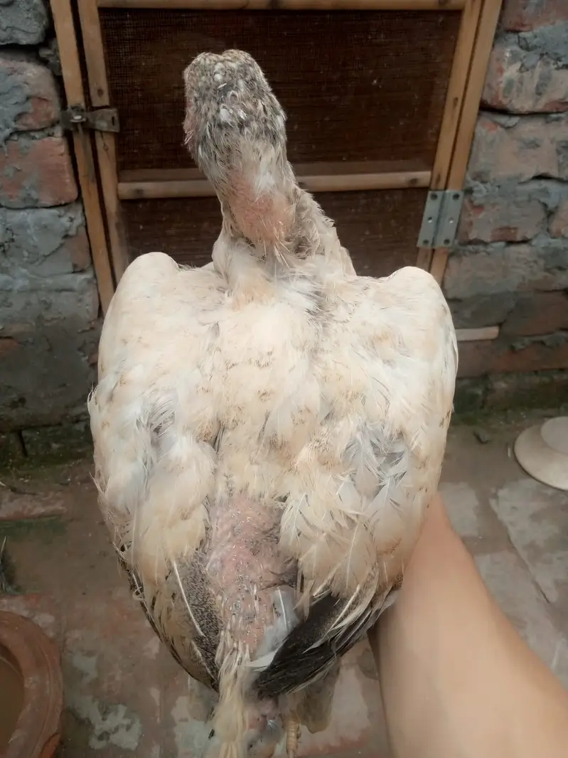 6 months old Aseel Hens — photo 4