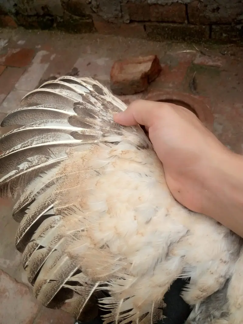 6 months old Aseel Hens — photo 5