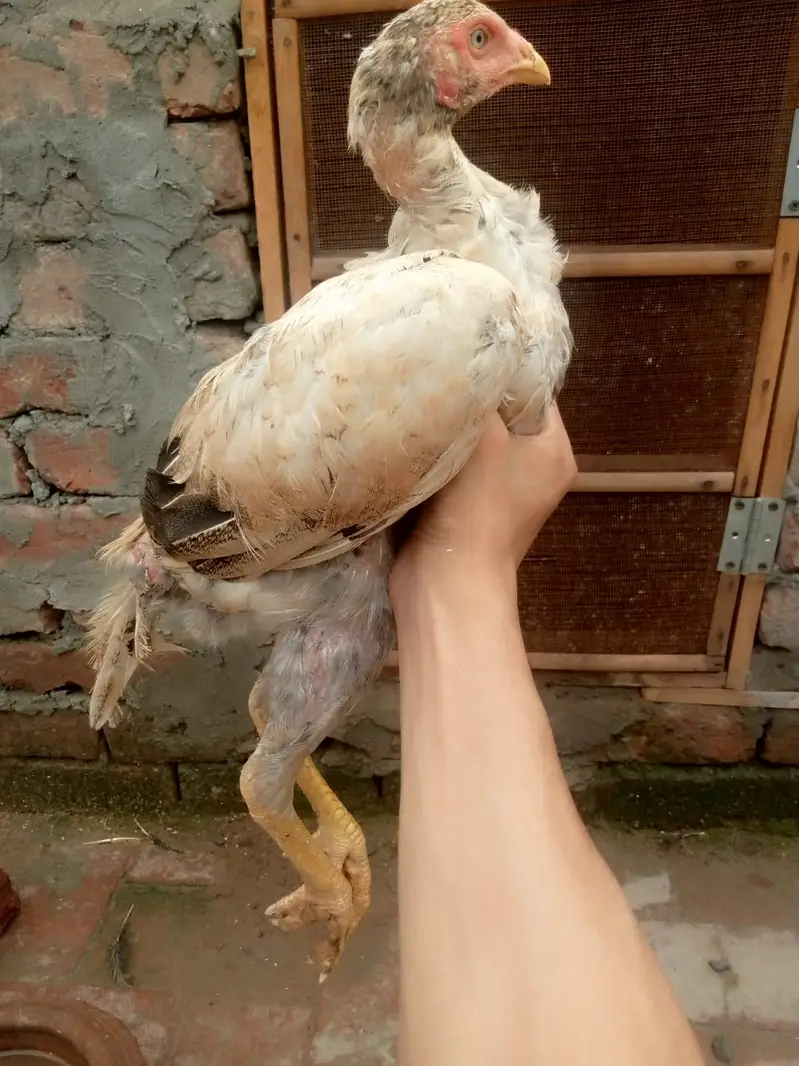 6 months old Aseel Hens — photo 6