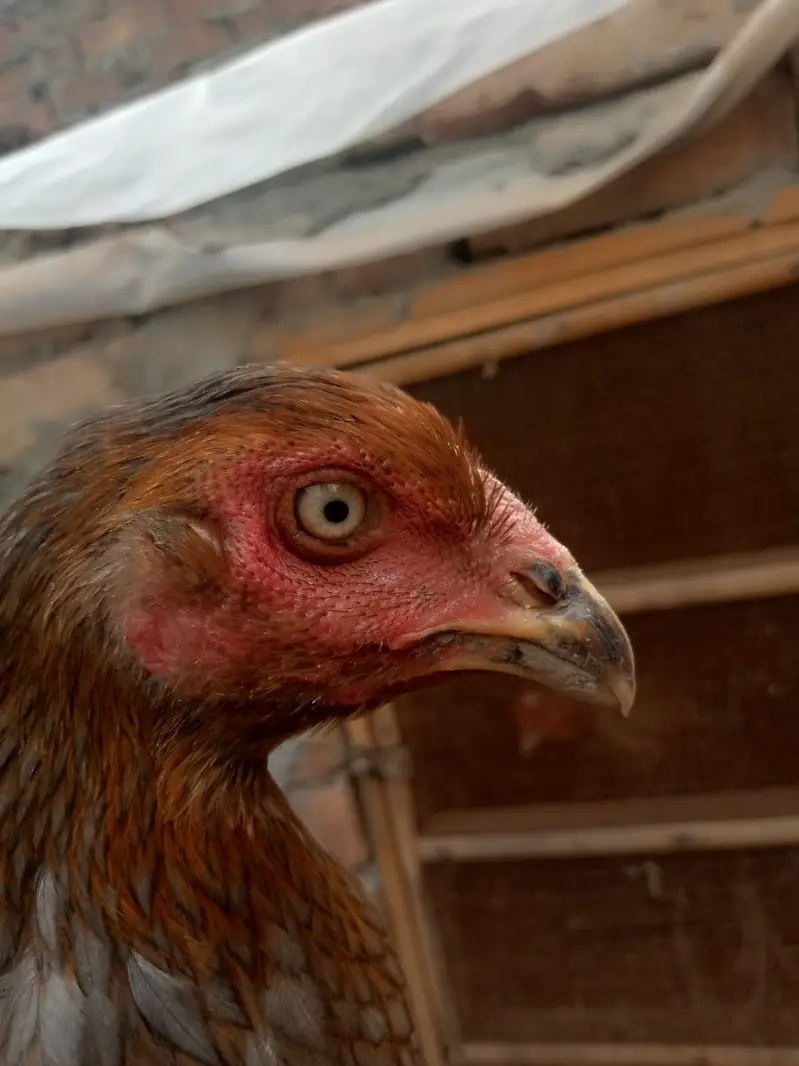 6 months old Aseel Hens — photo 7
