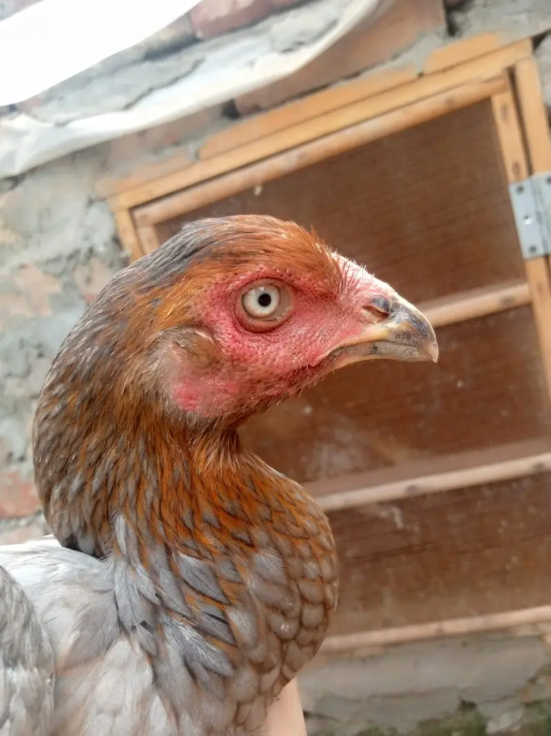 6 months old Aseel Hens — photo 8