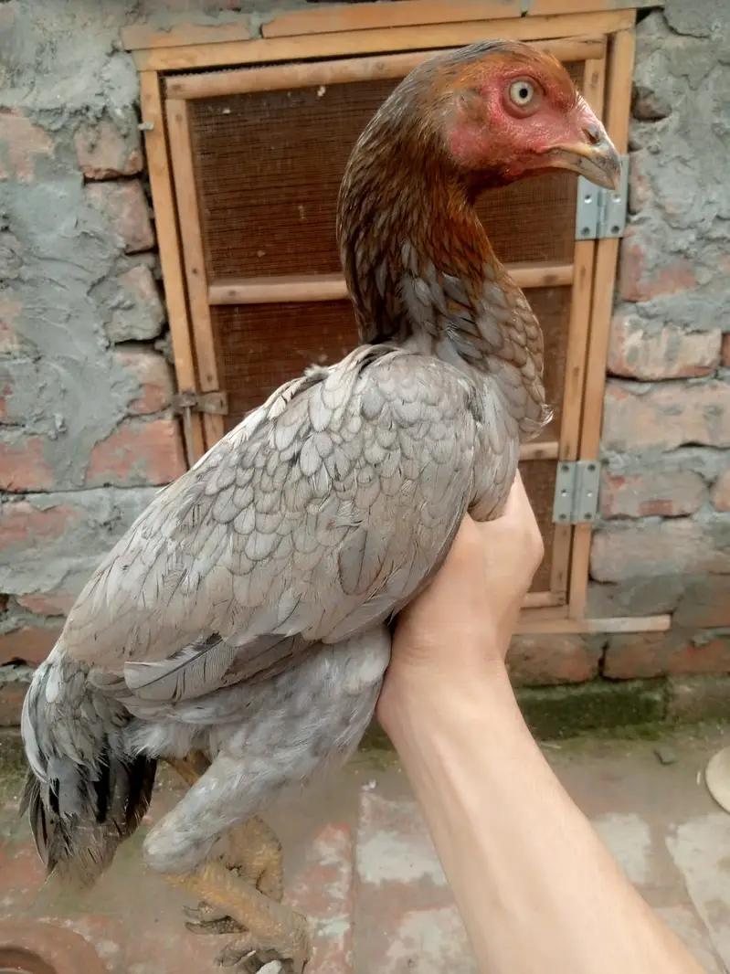 6 months old Aseel Hens — photo 9