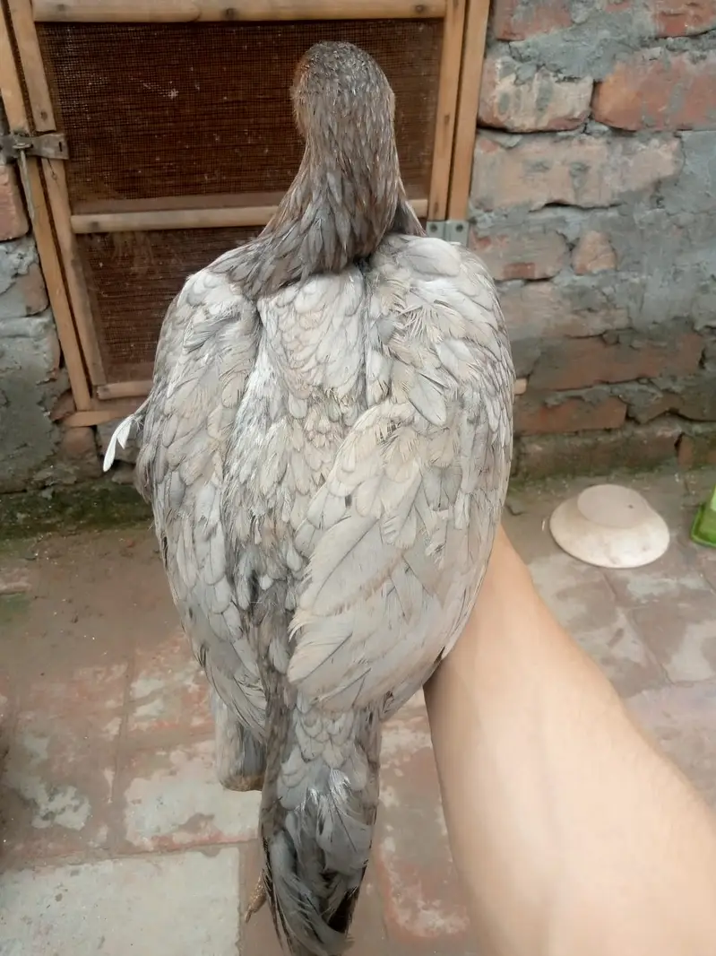 6 months old Aseel Hens — photo 11